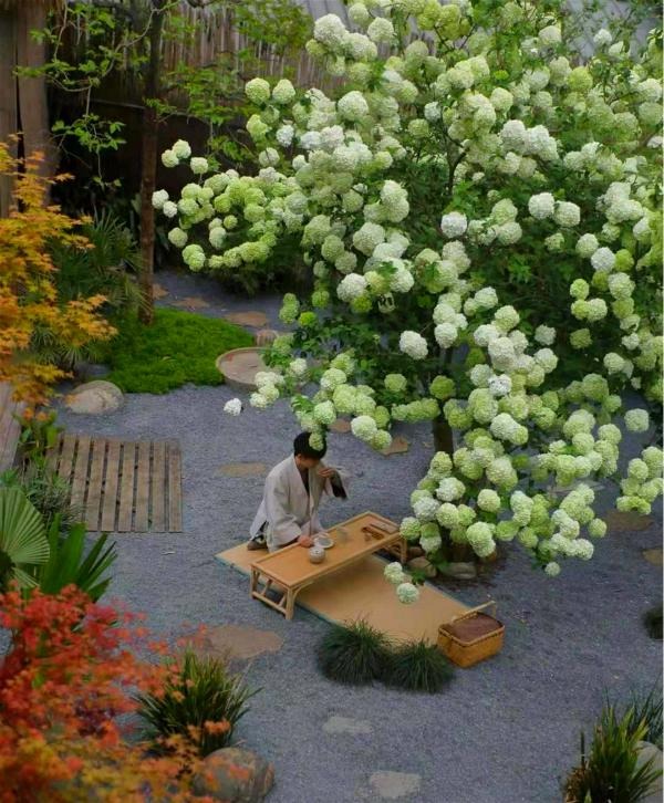 Cây cảnh cát tường, hoa trắng như tuyết, lá xanh tựa ngọc, hút lộc, chiêu may cho gia đình-13