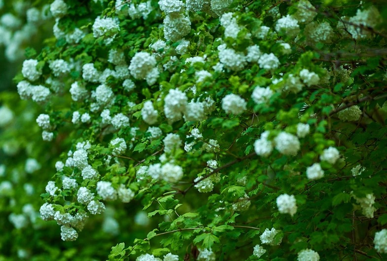 Cây cảnh cát tường, hoa trắng như tuyết, lá xanh tựa ngọc, hút lộc, chiêu may cho gia đình-10