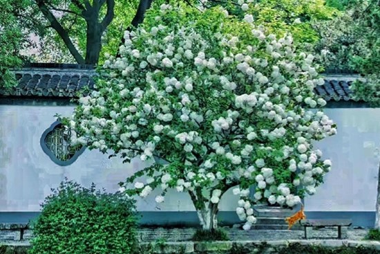 Cây cảnh cát tường, hoa trắng như tuyết, lá xanh tựa ngọc, hút lộc, chiêu may cho gia đình