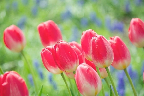 Tử vi ngày 13/3/2024: Tuổi Sửu tin tức đáng mừng, tuổi Tỵ tình duyên viên mãn-4