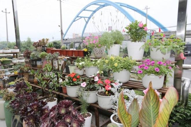 Cô gái biến căn nhà 3 tầng thành biển hoa”, bố mẹ sốt sắng vì con quá nghiện vườn”, không chịu yêu đương-5