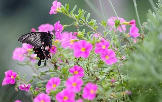 Cô gái biến căn nhà 3 tầng thành biển hoa”, bố mẹ sốt sắng vì con quá nghiện vườn”, không chịu yêu đương-6