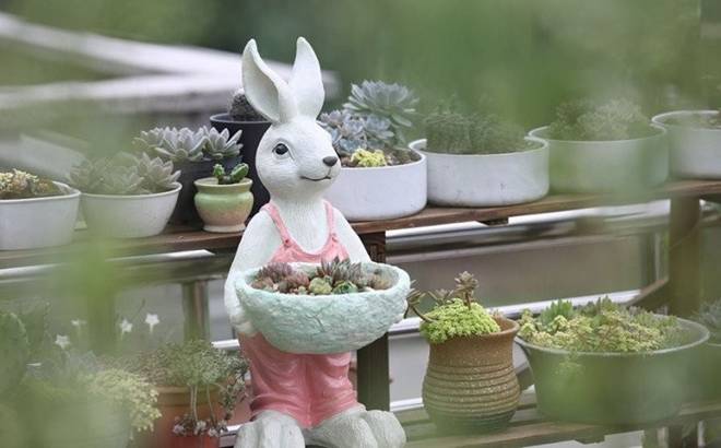 Cô gái biến căn nhà 3 tầng thành biển hoa”, bố mẹ sốt sắng vì con quá nghiện vườn”, không chịu yêu đương-7