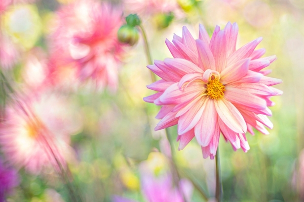 4 chòm sao cực kỳ kiên trì trong tình yêu, sẵn sàng cùng người ấy đi qua gian khó mà không oán thán nửa lời-5