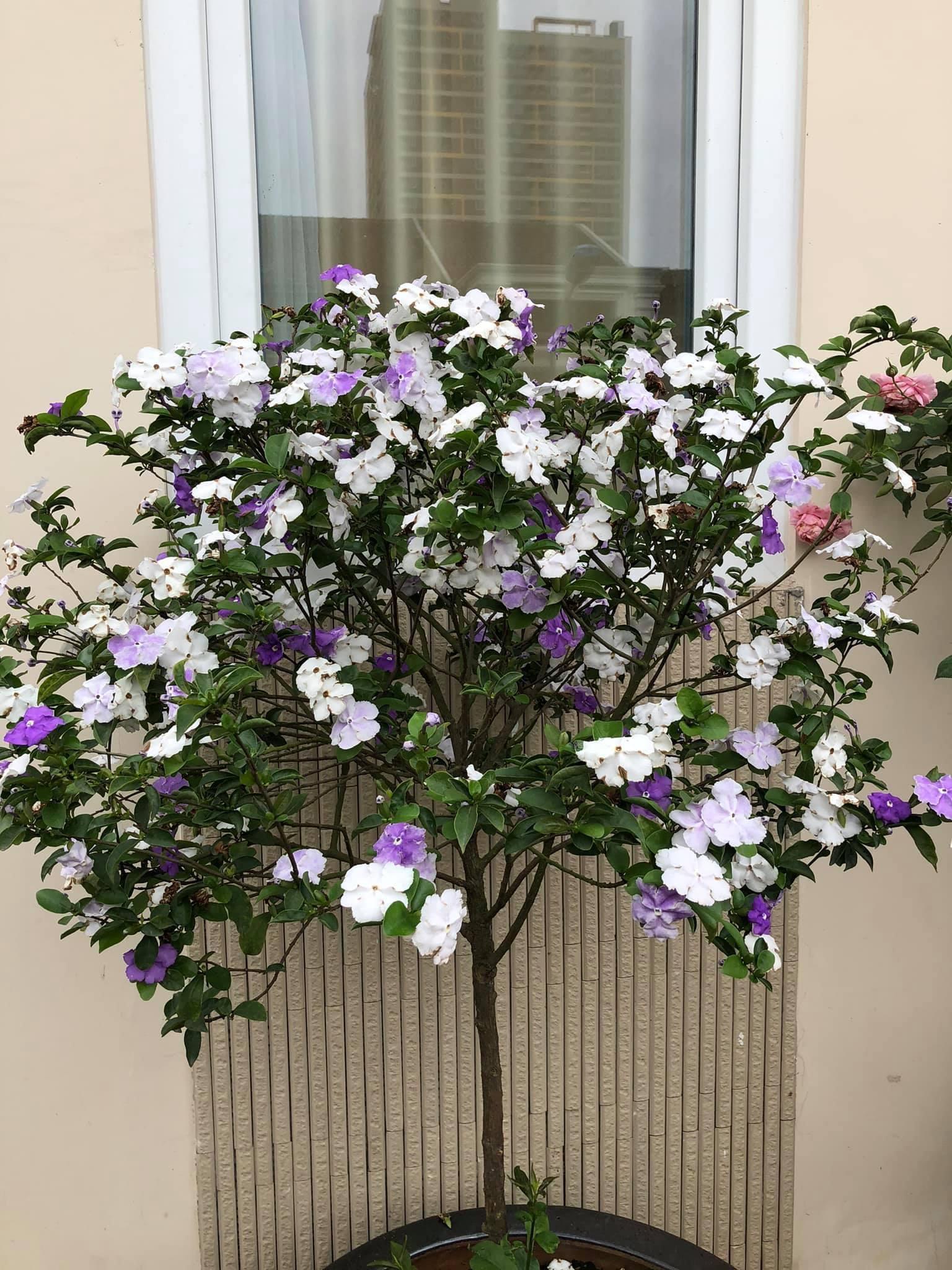 2 nơi ở đối lập phong cách của nữ Diva đầu tiên được phong NSND-15