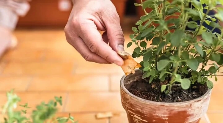 Công dụng tuyệt vời của trà túi lọc đã qua sử dụng-2