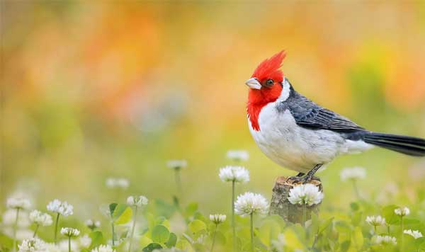 Tháng 3 đón cơ hội, tháng 4 thoát nghèo, 4 con giáp có cuộc sống thoải mái, đếm tiền mỏi tay-4