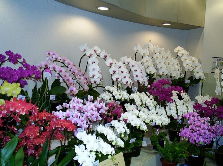 Bí quyết chọn lan hồ điệp bền, đẹp-3