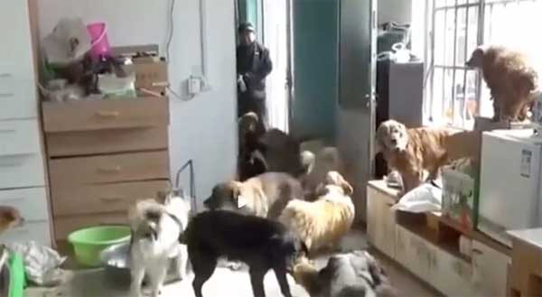 Người phụ nữ gánh nợ gần 2 tỷ đồng để cứu hàng nghìn chó mèo hoang-2