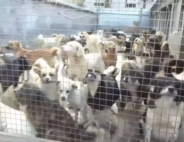 Người phụ nữ gánh nợ gần 2 tỷ đồng để cứu hàng nghìn chó mèo hoang-3