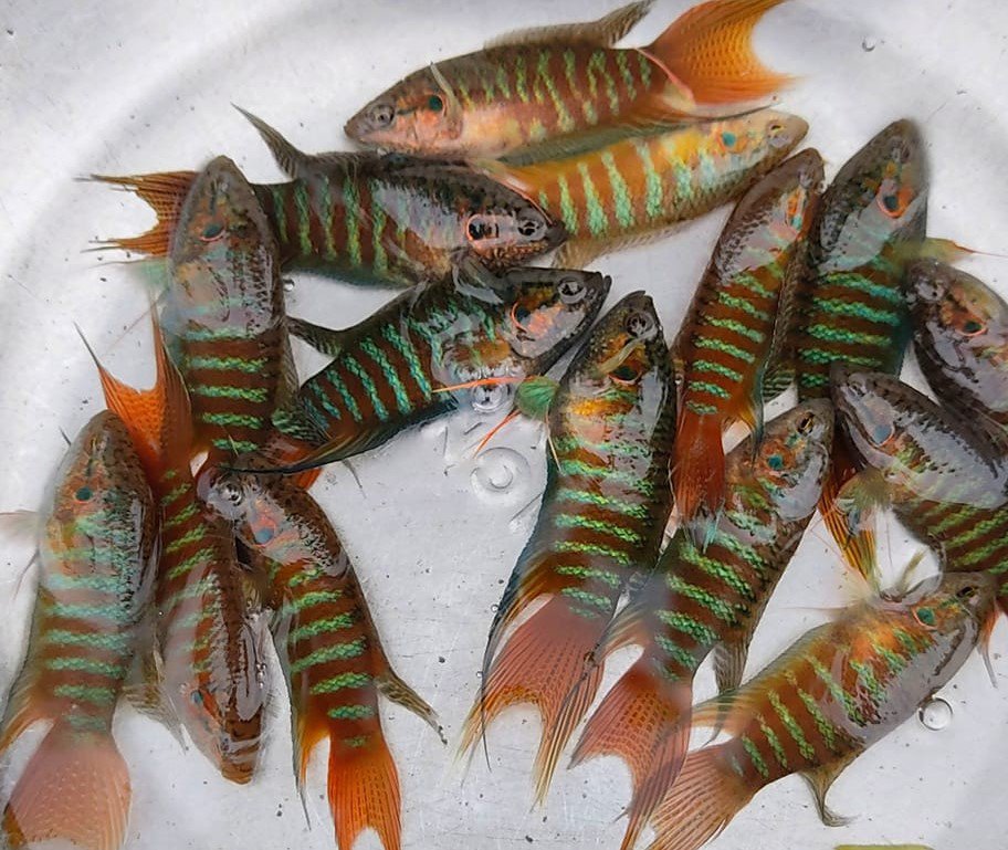 Loại cá ở quê có thể xin, lên thành phố thành đắt khách, có người mua cả nghìn con-1