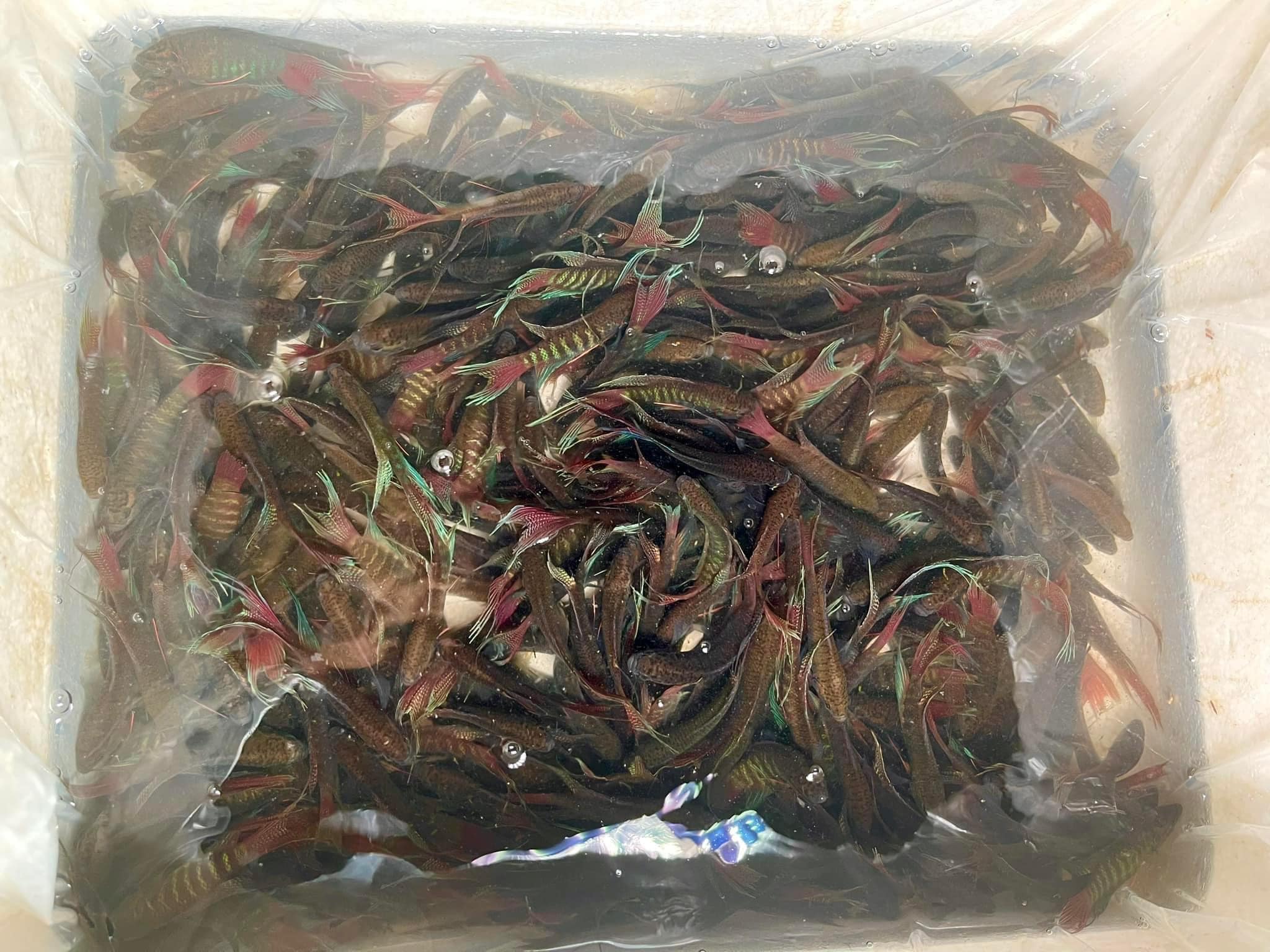 Loại cá ở quê có thể xin, lên thành phố thành đắt khách, có người mua cả nghìn con-2