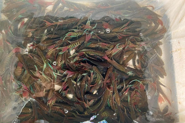 Lên núi thấy thứ này đừng bỏ qua, nhổ bán đút túi ngay nửa triệu/kg-3