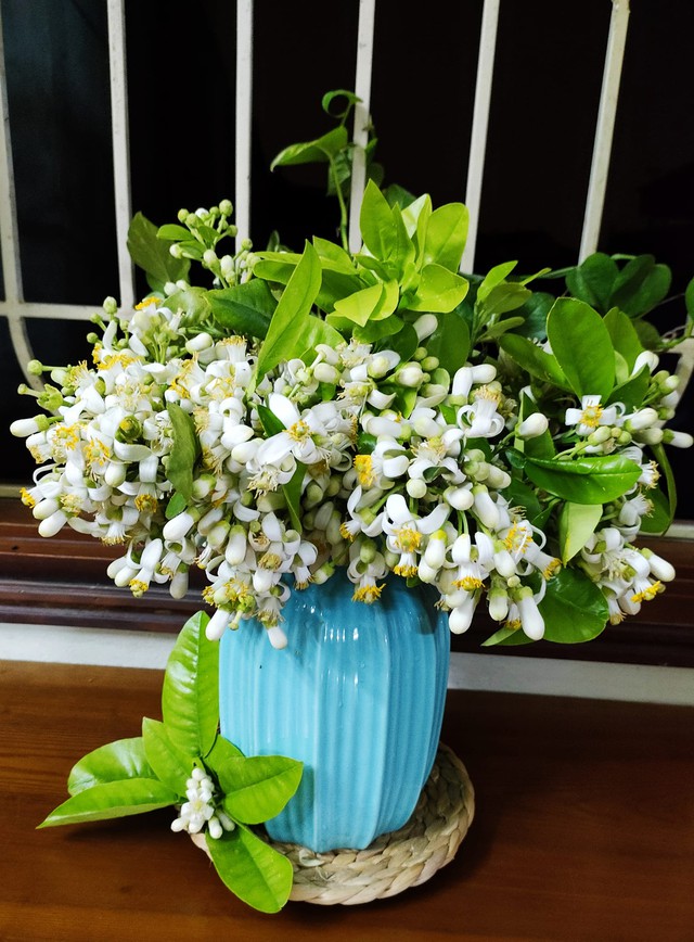 Cách cắm hoa bưởi tươi lâu để làm đẹp và thơm khắp nhà-5