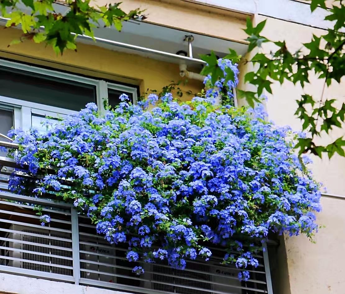 Cây cảnh may mắn, như hoa tuyết xanh giữa mùa hè, làm mát tâm hồn, chúc phúc cho tình yêu-1