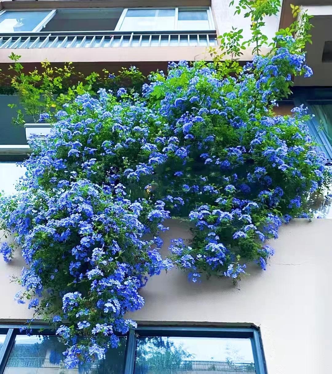 Cây cảnh may mắn, như hoa tuyết xanh giữa mùa hè, làm mát tâm hồn, chúc phúc cho tình yêu-2