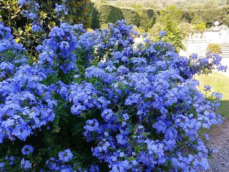 Cây cảnh may mắn, như hoa tuyết xanh giữa mùa hè, làm mát tâm hồn, chúc phúc cho tình yêu-3