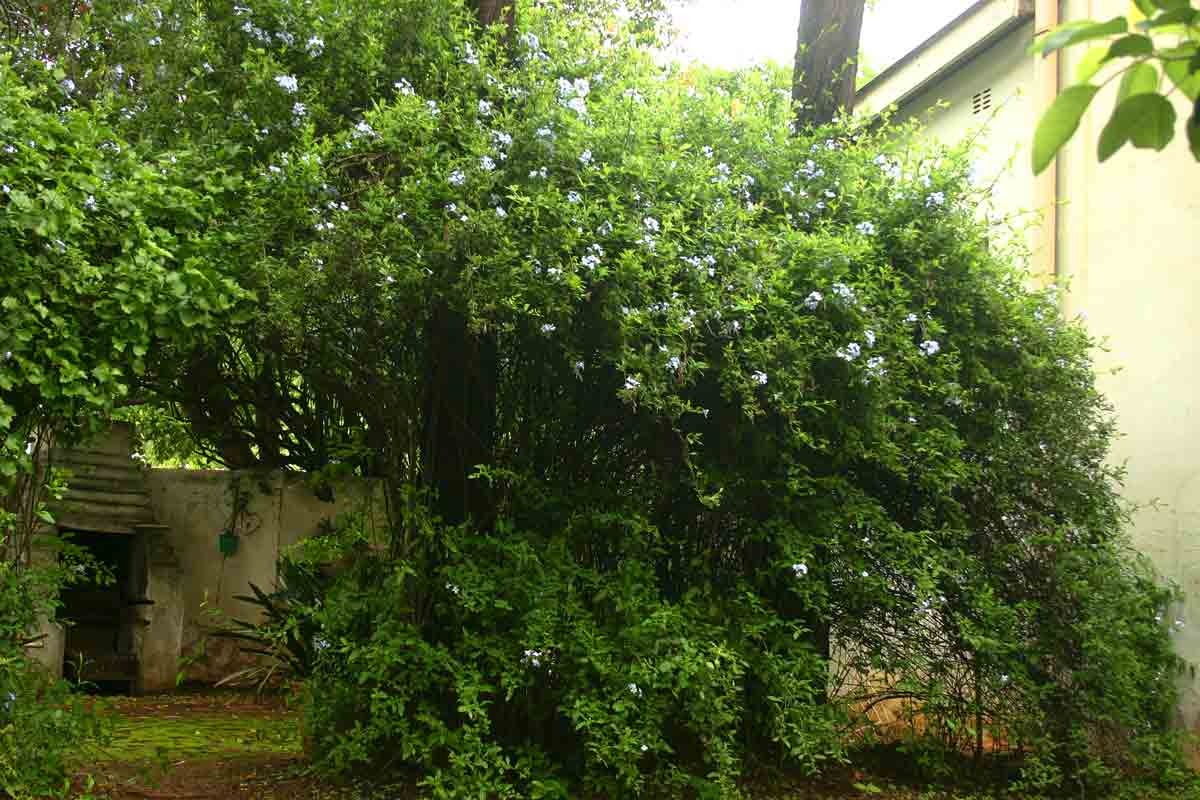 Cây cảnh may mắn, như hoa tuyết xanh giữa mùa hè, làm mát tâm hồn, chúc phúc cho tình yêu-5