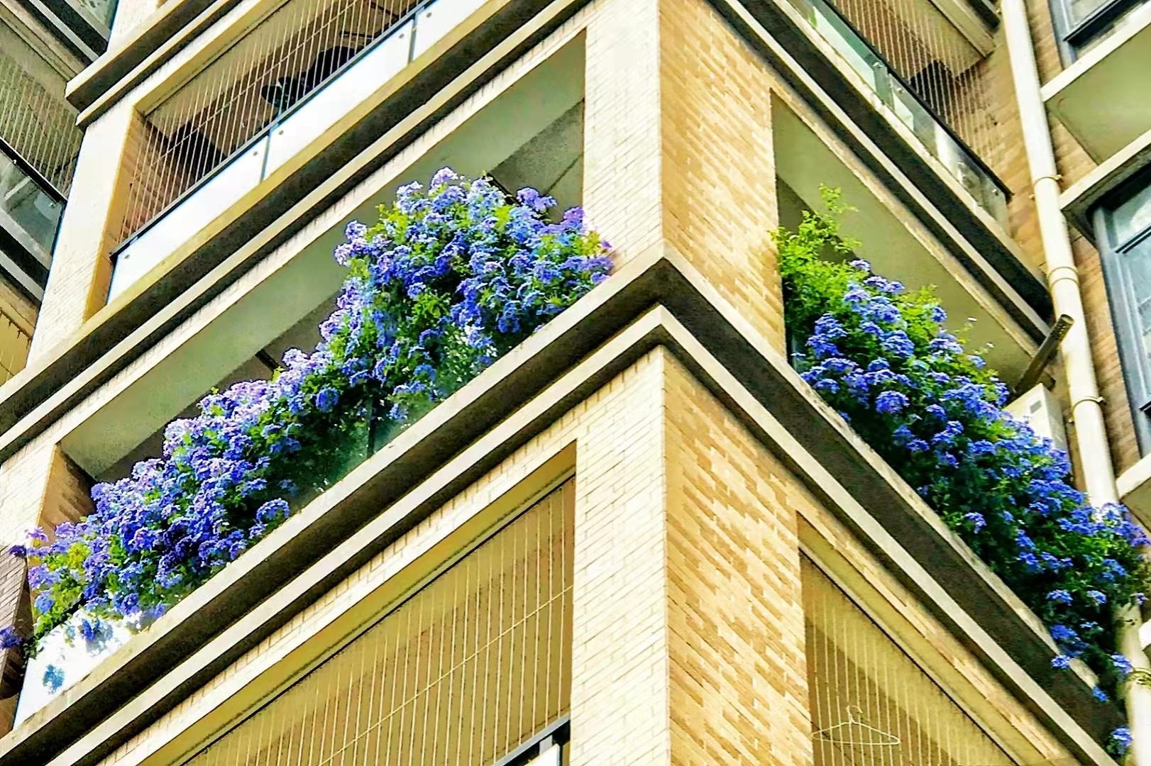 Cây cảnh may mắn, như hoa tuyết xanh giữa mùa hè, làm mát tâm hồn, chúc phúc cho tình yêu-8