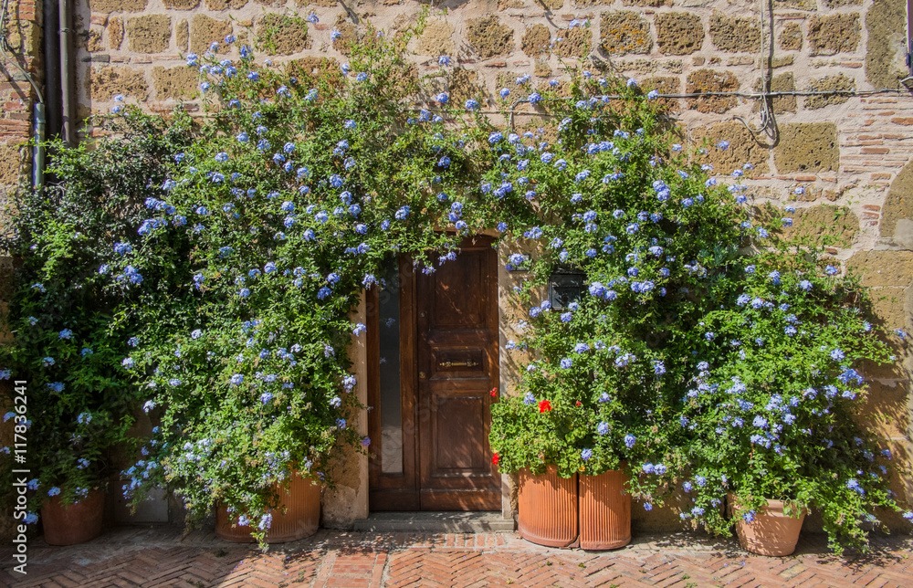 Cây cảnh may mắn, như hoa tuyết xanh giữa mùa hè, làm mát tâm hồn, chúc phúc cho tình yêu-9