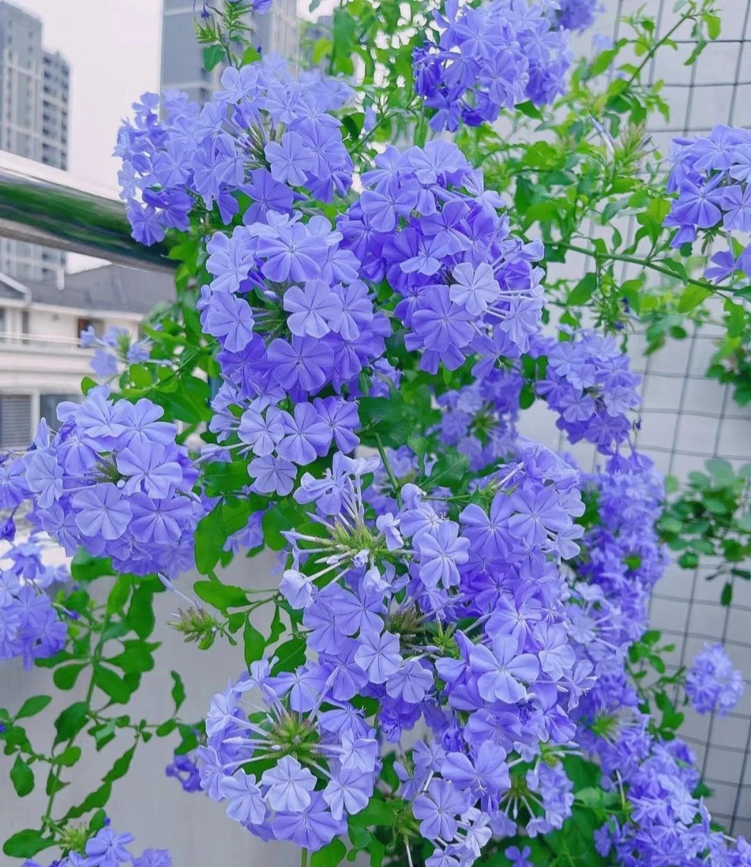 Cây cảnh may mắn, như hoa tuyết xanh giữa mùa hè, làm mát tâm hồn, chúc phúc cho tình yêu-10