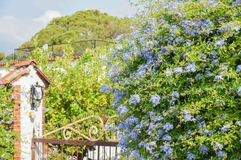 Cây cảnh may mắn, như hoa tuyết xanh giữa mùa hè, làm mát tâm hồn, chúc phúc cho tình yêu-11