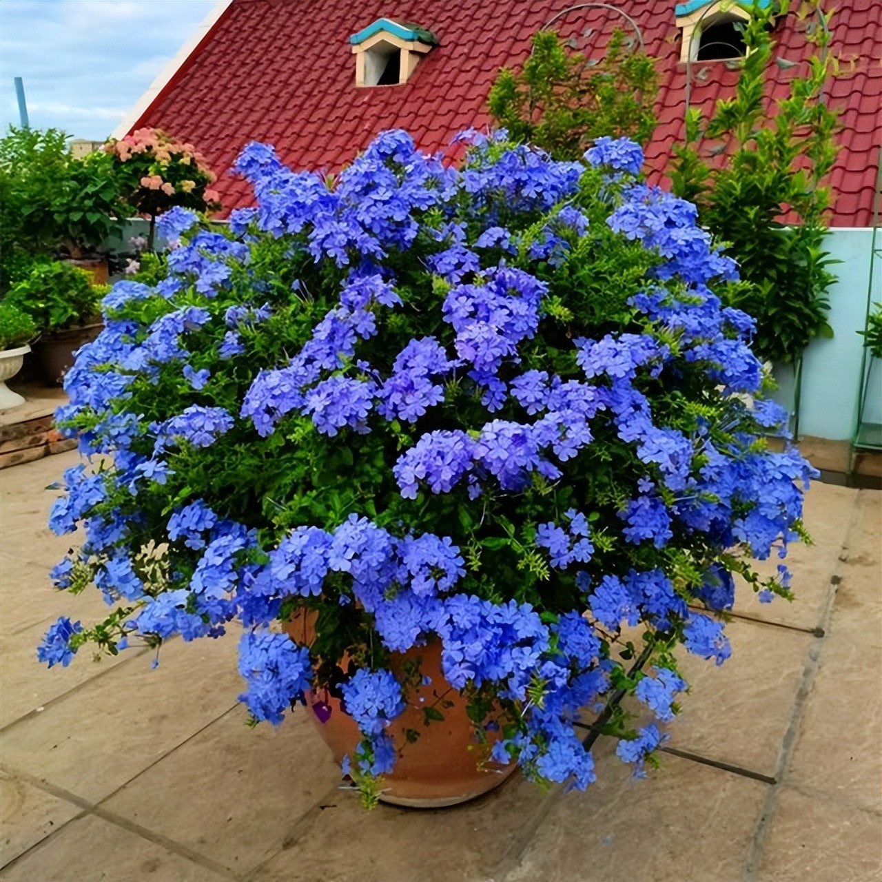 Cây cảnh may mắn, như hoa tuyết xanh giữa mùa hè, làm mát tâm hồn, chúc phúc cho tình yêu-13