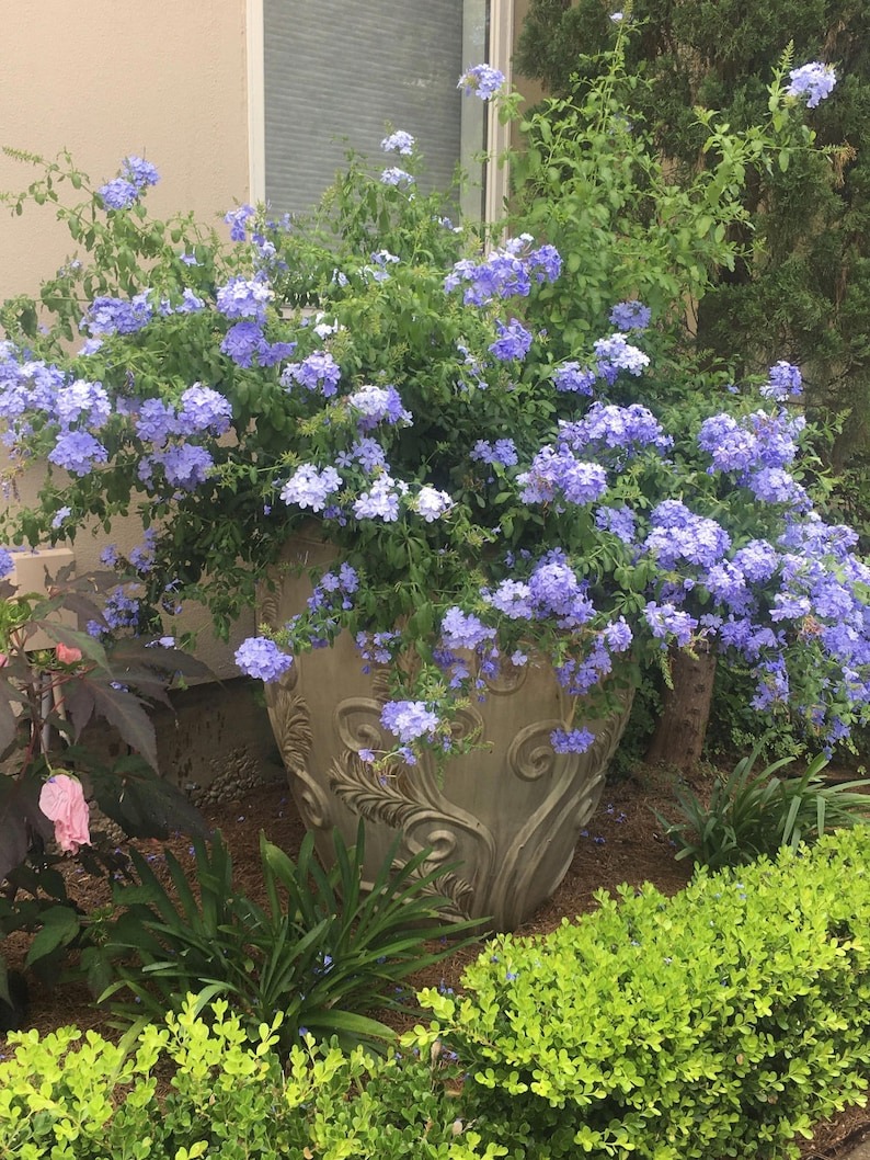 Cây cảnh may mắn, như hoa tuyết xanh giữa mùa hè, làm mát tâm hồn, chúc phúc cho tình yêu-14