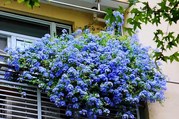 Người xưa nói: Trong nhà có 3 cây cảnh, phú quý, phúc lộc theo về-8