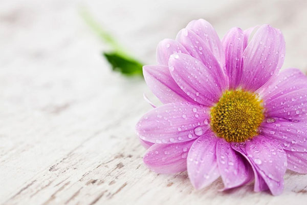 Cần cù siêng năng, 4 con giáp năm nào cũng không lo cơm ăn áo mặc, 2024 đặc biệt thành công-5