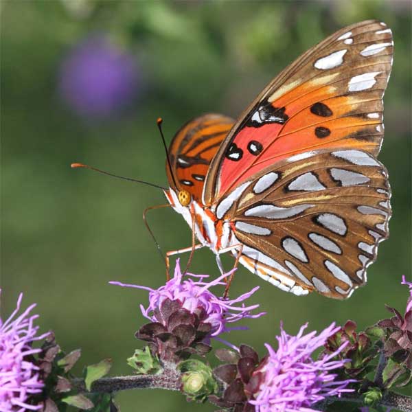 Cần cù siêng năng, 4 con giáp năm nào cũng không lo cơm ăn áo mặc, 2024 đặc biệt thành công-2