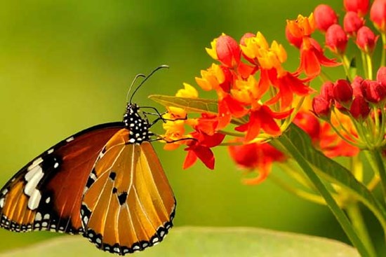 Cần cù siêng năng, 4 con giáp năm nào cũng không lo cơm ăn áo mặc, 2024 đặc biệt thành công