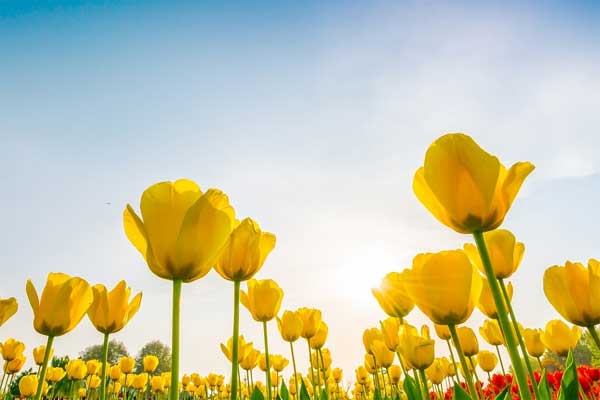Tử vi ngày 15/3/2024: Tuổi Dần trên đà tăng tiến, tuổi Thân cẩn thận rắc rối-2