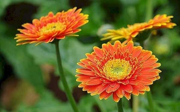 Tử vi ngày 15/3/2024: Tuổi Dần trên đà tăng tiến, tuổi Thân cẩn thận rắc rối-3