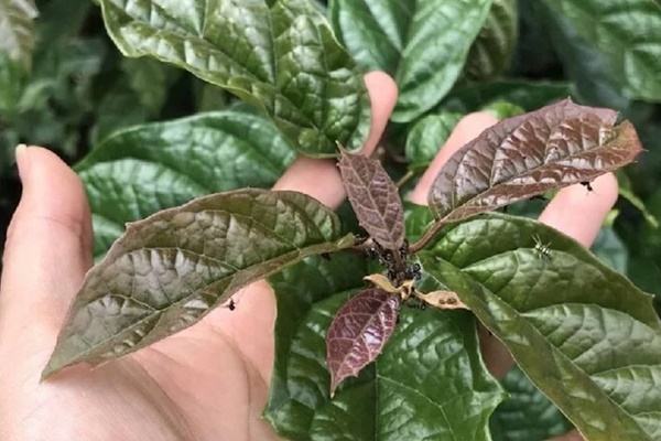 Cách dùng xạ đen thanh lọc cơ thể-1