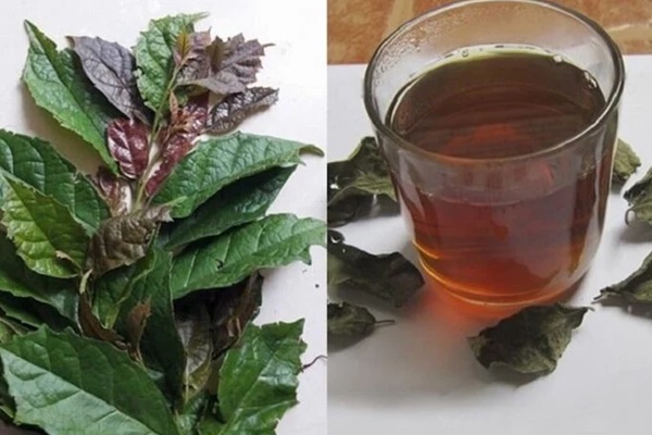 Cách dùng xạ đen thanh lọc cơ thể-2