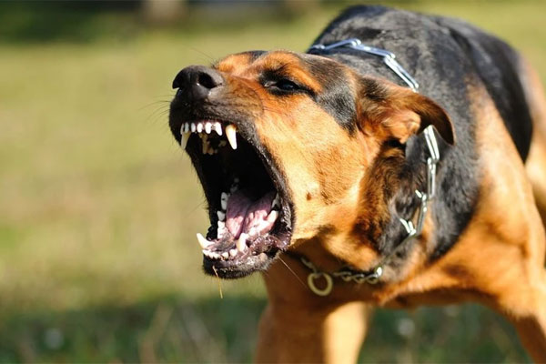 Bệnh dại bùng phát, Sở Y tế TP.HCM yêu cầu đảm bảo vaccine tiêm phòng-2