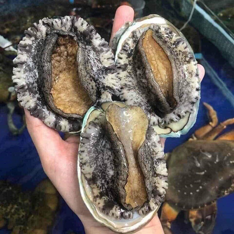 Bào ngư tươi sống được bán với giá siêu rẻ” từ 12 nghìn đồng/con, nguồn gốc ở đâu?-1