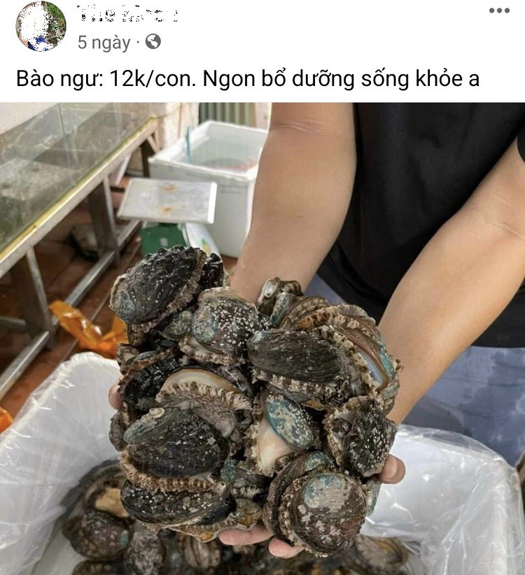 Bào ngư tươi sống được bán với giá siêu rẻ” từ 12 nghìn đồng/con, nguồn gốc ở đâu?-2