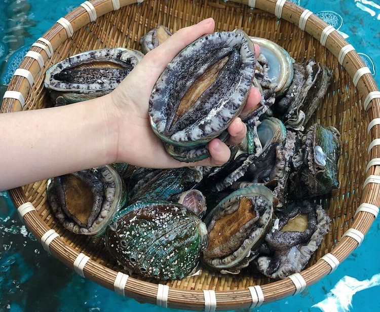 Bào ngư tươi sống được bán với giá siêu rẻ” từ 12 nghìn đồng/con, nguồn gốc ở đâu?-4