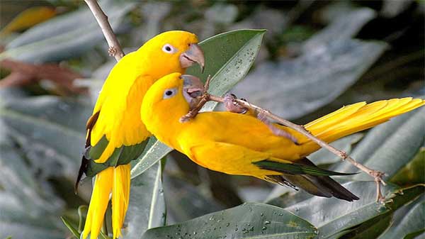 Mật ngọt chết ruồi: 3 con giáp không giữ được tiền trong năm 2024, đừng cho vay kẻo gặp rủi ro-3