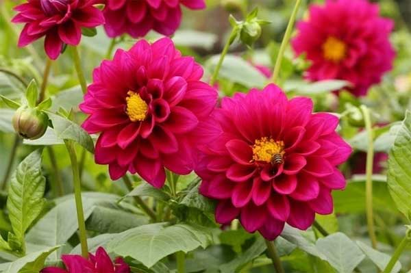 Vận thế vừa lên: 3 con giáp có tài lãnh đạo, mùa xuân 2024 thăng tiến rực rỡ-3