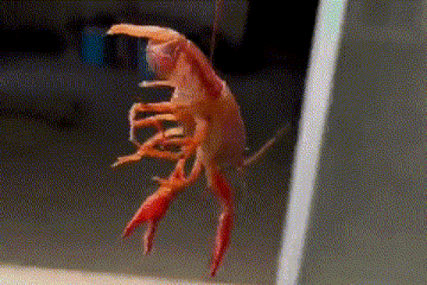 Clip: Kinh ngạc người đàn ông dùng con tôm lấy lại đồ bị rơi