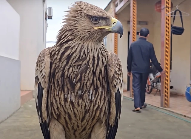 Nhận nuôi con chim nhặt ngoài mương, anh nông dân không ngờ là giống đại bàng rất hiếm gặp ở Việt Nam-1