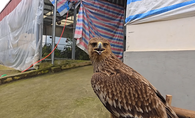 Nhận nuôi con chim nhặt ngoài mương, anh nông dân không ngờ là giống đại bàng rất hiếm gặp ở Việt Nam-2