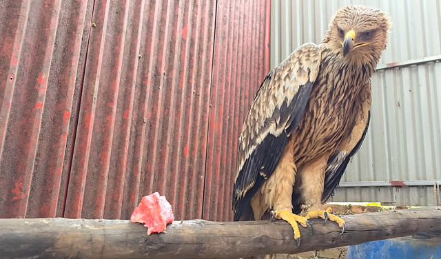 Nhận nuôi con chim nhặt ngoài mương, anh nông dân không ngờ là giống đại bàng rất hiếm gặp ở Việt Nam-3