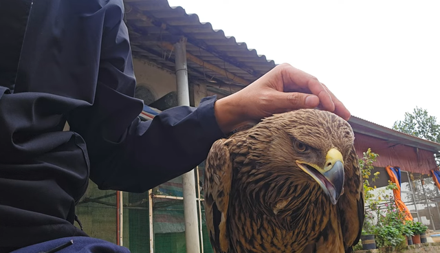 Nhận nuôi con chim nhặt ngoài mương, anh nông dân không ngờ là giống đại bàng rất hiếm gặp ở Việt Nam-4