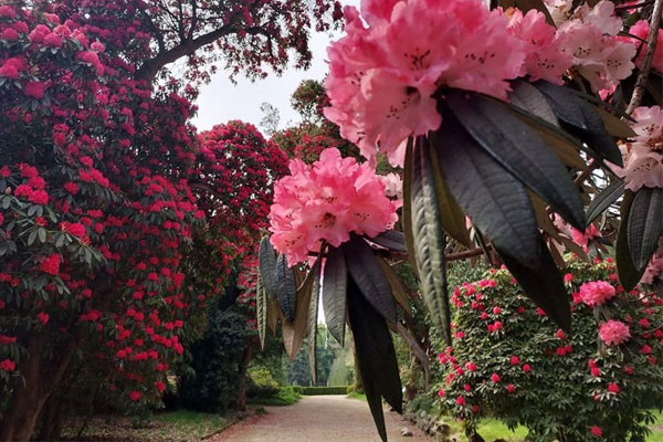 Cây cảnh nghiêng nước nghiêng thành, nở ngàn hoa rực rỡ, xua đuổi vận đen, thu hút tài lộc-1