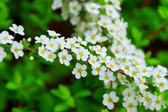 4 con giáp thích hợp chuyển việc trong mùa xuân 2024, cơ hội đến gần, thành công trước mắt