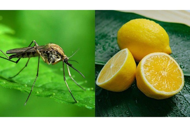 Thấy mẹ đêm nào cũng đặt một quả chanh đã cắt cạnh giường ngủ, cô gái bất ngờ khi tra cứu ra tác dụng-4